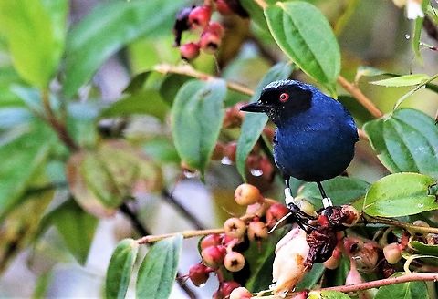 Masked flowerpiercer Cerro Montezuma  Cerro Montezuma,Diglossopis cyanea,Masked flowerpiercer,Tatama National Park