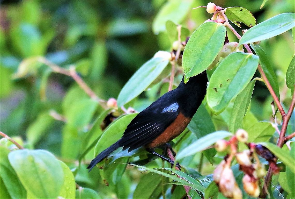 Chestnut-bellied flowerpiercer A rare endemic found in only a small range, here at the top of Cerro Montezuma near the army post and feeding. Cerro Montezuma,Chestnut-bellied flowerpiercer,Diglossa gloriosissima,Tatama National Park