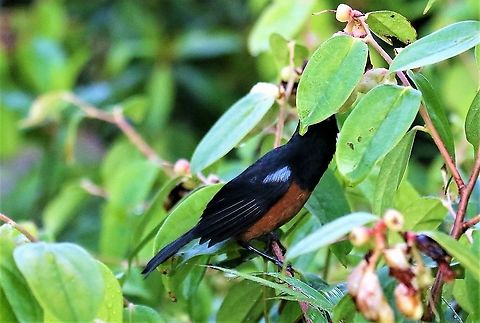 Chestnut-bellied flowerpiercer A rare endemic found in only a small range, here at the top of Cerro Montezuma near the army post and feeding. Cerro Montezuma,Chestnut-bellied flowerpiercer,Diglossa gloriosissima,Tatama National Park