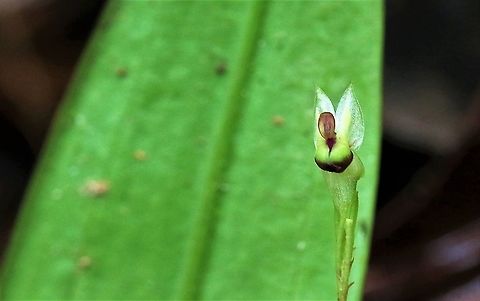 Lepanthes janitor A colourful Lepanthes from 2.500 metres on Cerro Montezuma, now identified as Lepanthes janitor Cerro Montezuma,Lepanthes janitor,Tatama National Park