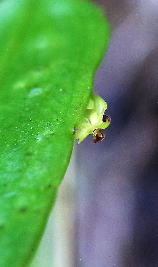 Lepanthes sp side view Another Lepanthes species from Cerro Montezuma Cerro Montezuma,Lepanthes janitor,Lepanthes sp,Tatama National Park