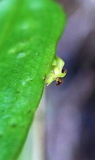 Lepanthes sp side view Another Lepanthes species from Cerro Montezuma Cerro Montezuma,Lepanthes janitor,Lepanthes sp,Tatama National Park
