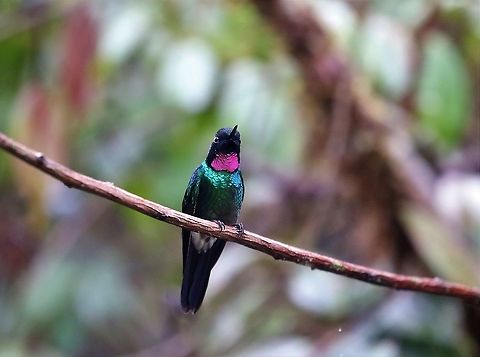 Tourmaline Sunangel Beautiful hummingbird from the top of Cerro Montezuma Cerro Montezuma,Heliangelus exortis,Tatama National Park,Tourmaline sunangel