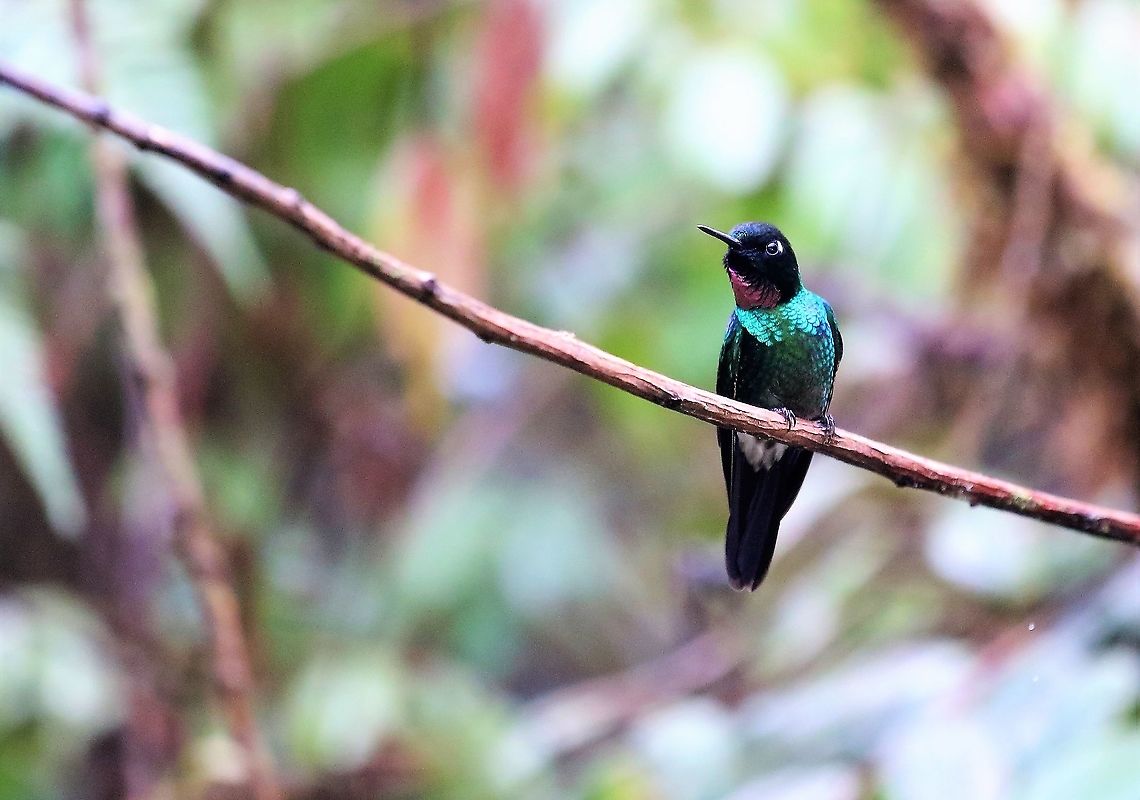 Tourmaline Sunangel Cerro Montezuma Tourmaline Sunangel from over 2,500 metres at Cerro Montezuma Cerro Montezuma,Heliangelus exortis,Tatama National Park,Tourmaline sunangel