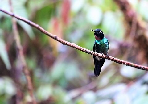 Tourmaline Sunangel Cerro Montezuma Tourmaline Sunangel from over 2,500 metres at Cerro Montezuma Cerro Montezuma,Heliangelus exortis,Tatama National Park,Tourmaline sunangel
