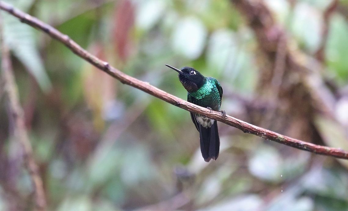 Feisty Tourmaline Sunangel Found near the top of Cerro Montezuma Cerro Montezuma,Heliangelus exortis,Tatama National Park,Tourmaline sunangel