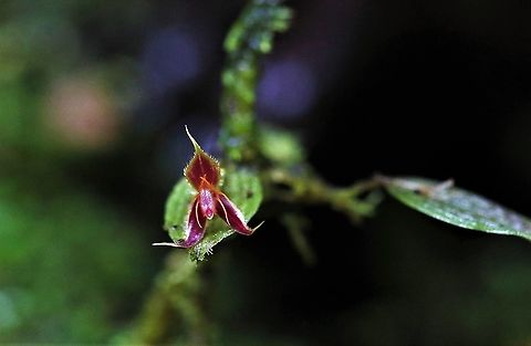 Lepanthes hexapus Cerro Montezuma Found above 2,000 metres on Cerro Montezuma, the six footed Lepanthes Lepanthes hexapus,Six Footed Lepanthes