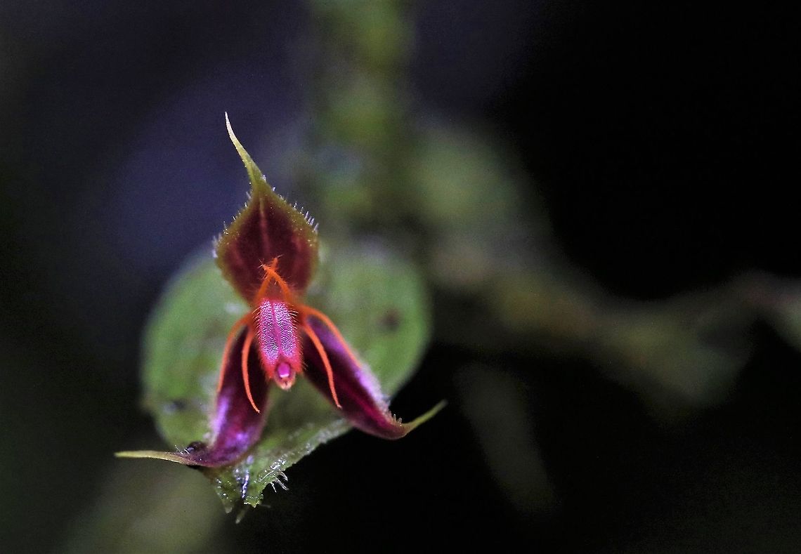 Lepanthes hexapus The six footed Lepanthes found above 2,000 metres on Cerro Montezuma; a very distinctive Lepanthes  Cerro Montezuma,Lepanthes hexapus,Six Footed Lepanthes,Tatama National Park