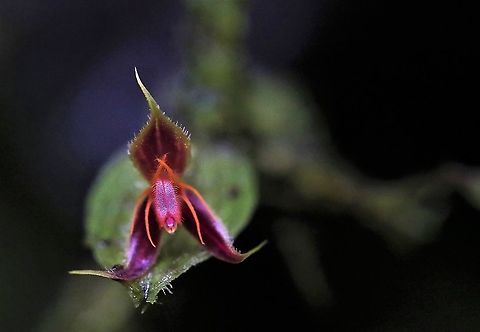 Lepanthes hexapus The six footed Lepanthes found above 2,000 metres on Cerro Montezuma; a very distinctive Lepanthes  Cerro Montezuma,Lepanthes hexapus,Six Footed Lepanthes,Tatama National Park