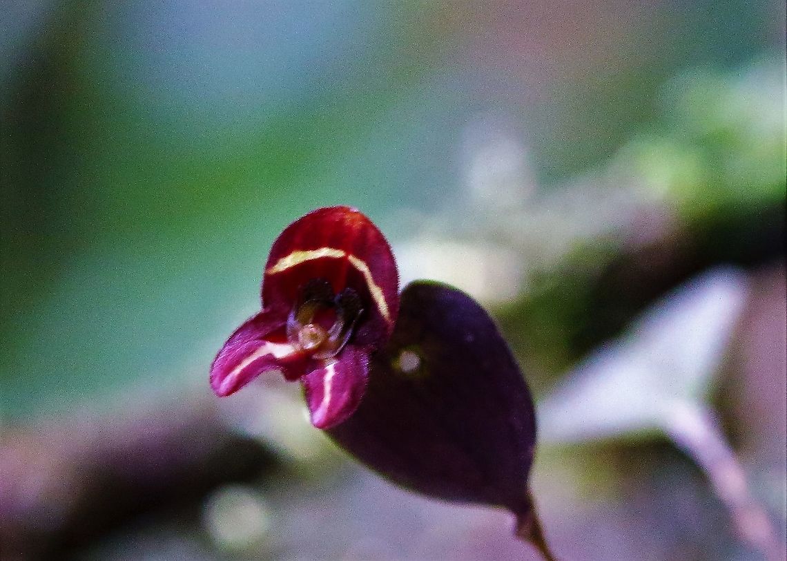 Lepanthes carunculigera Another beautiful Lepanthes on Cerro Montezuma.  This one purple nd found above 2,000 metres Caruncle Bearing Lepanthes,Cerro Montezuma,Lepanthes carunculigera,Tatama National Park