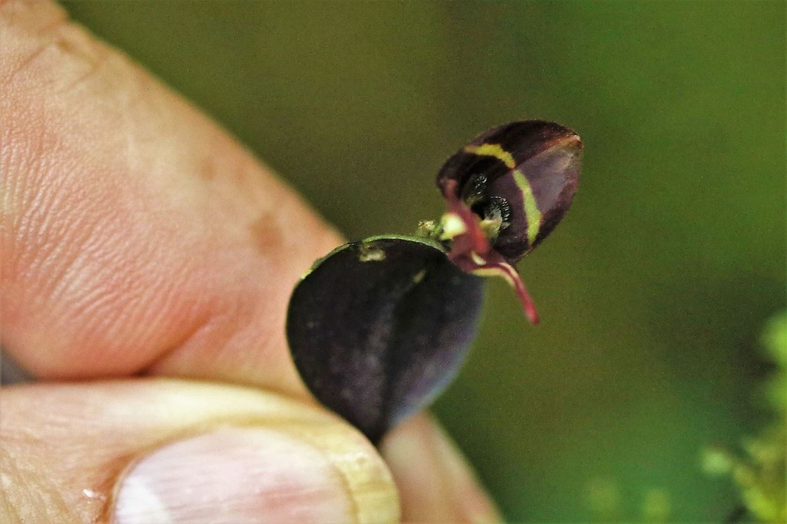 Lepanthes carunculigera young flower A young flower held by our host, Michelle tapasco from Montezuma Road Lodge.  Beautiful purple Lepanthes. Caruncle Bearing Lepanthes,Cerro Montezuma,Lepanthes carunculigera,Tatama National Park
