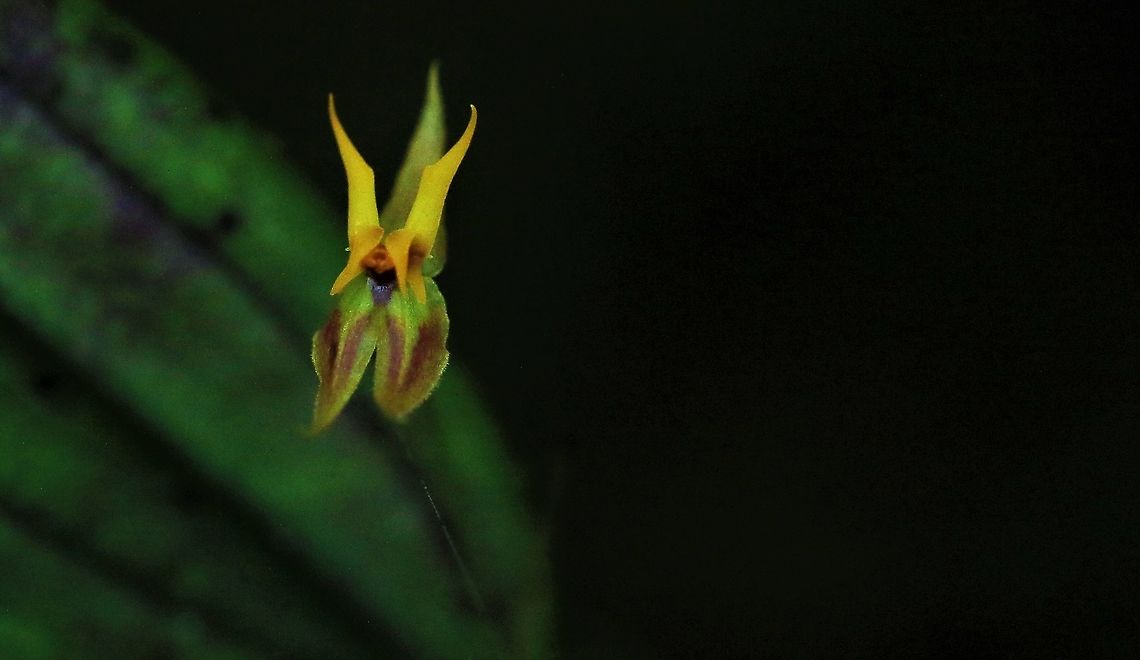 Lepanthes silverstonei 2 Lepanthes silverstonei found above 2,200 metres on the wonderful Cerro Montezuma Cerro Montezuma,Lepanthes silverstonei,Tatama National Park