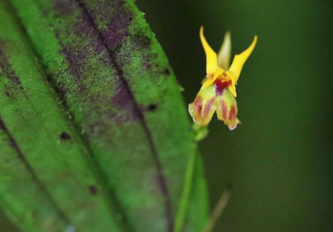 Lepanthes silverstonei Another wonderful Lepanthes found on this orchid-heaven mountain, Cerro Montezuma.  We stayed with Michelle at Montezuma Road Lodge, approx 1 hour from Pueblo Rico.  She was an incredibly knowledgeable and hospitable host. Cerro Montezuma,Lepanthes silverstonei,Tatama National Park