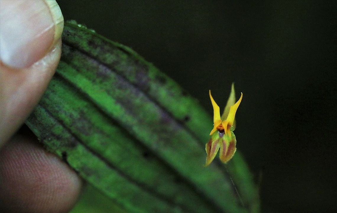 Lepanthes silverstonei Cerro Montezuma Very striking Lepanthes found above 2,200 metres on Cerro Montezuma Cerro Montezuma,Lepanthes silverstonei,Tatama National Park