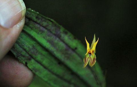 Lepanthes silverstonei Cerro Montezuma Very striking Lepanthes found above 2,200 metres on Cerro Montezuma Cerro Montezuma,Lepanthes silverstonei,Tatama National Park