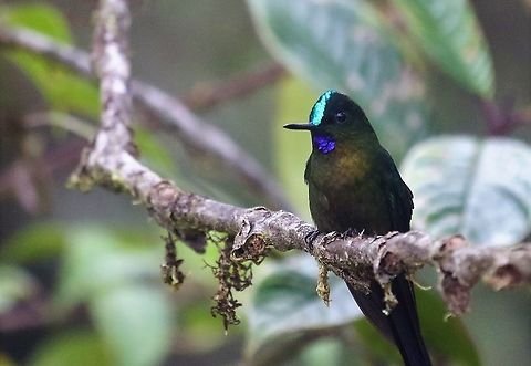 Violet-tailed Sylph Male close-up A beautiful hummingbird on Cerro Montezuma. Violet-tailed Sylph Aglaiocercus coelestis,Cerro Montezuma,Tatama National Park,Violet-tailed sylph