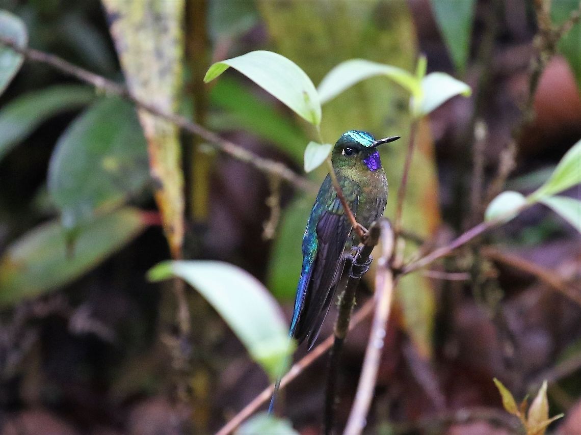 Violet-tailed Sylph Male Beautiful Violet-tailed sylph above 2,500 metres on Cerro Montezuma Aglaiocercus coelestis,Cerro Montezuma,Tatama National Park,Violet-tailed sylph