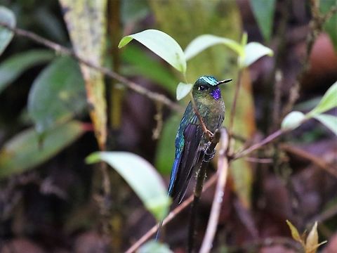 Violet-tailed Sylph Male Beautiful Violet-tailed sylph above 2,500 metres on Cerro Montezuma Aglaiocercus coelestis,Cerro Montezuma,Tatama National Park,Violet-tailed sylph