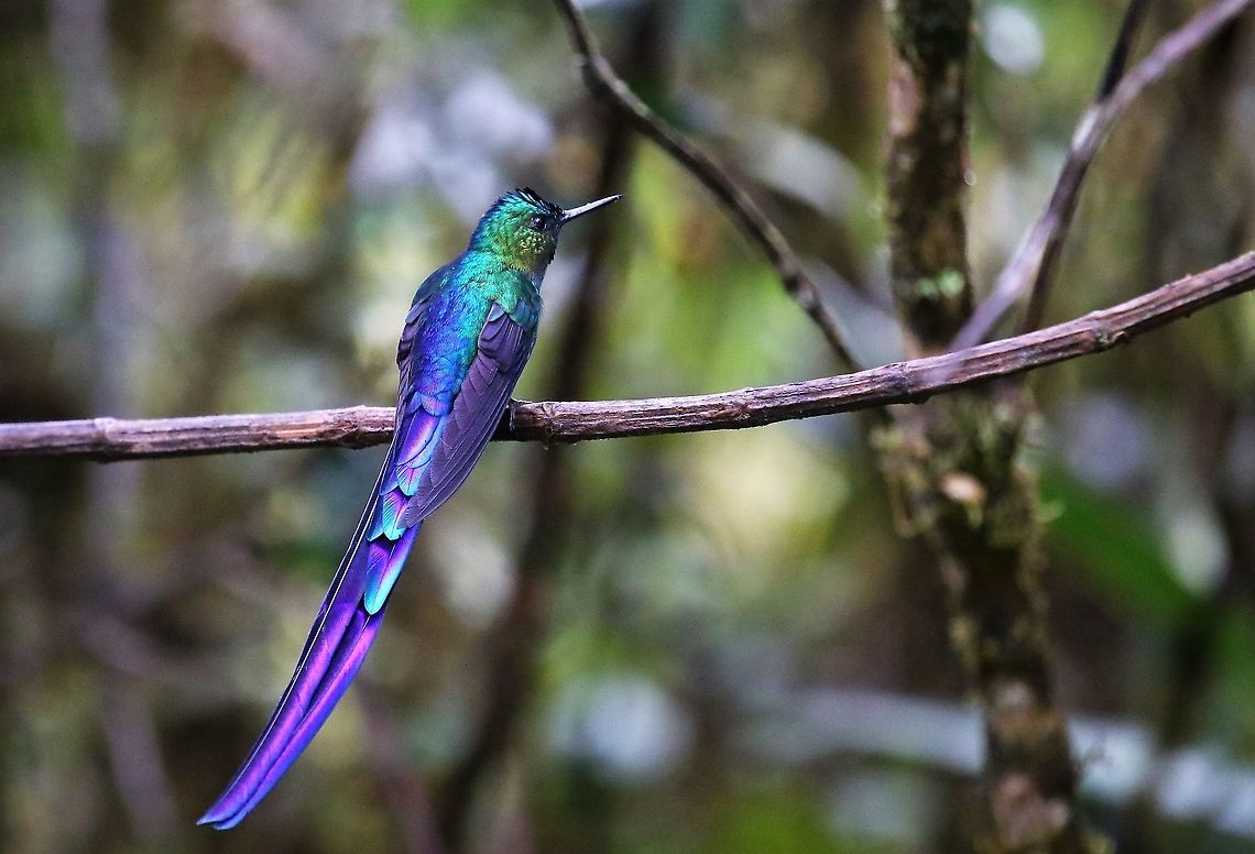 Violet-tailed Sylph The wonderful colours of the male Violet-tailed sylph on Cerro Montezuma Aglaiocercus coelestis,Cerro Montezuma,Tatama National Park,Violet-tailed sylph