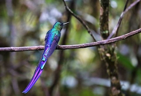 Violet-tailed Sylph The wonderful colours of the male Violet-tailed sylph on Cerro Montezuma Aglaiocercus coelestis,Cerro Montezuma,Tatama National Park,Violet-tailed sylph