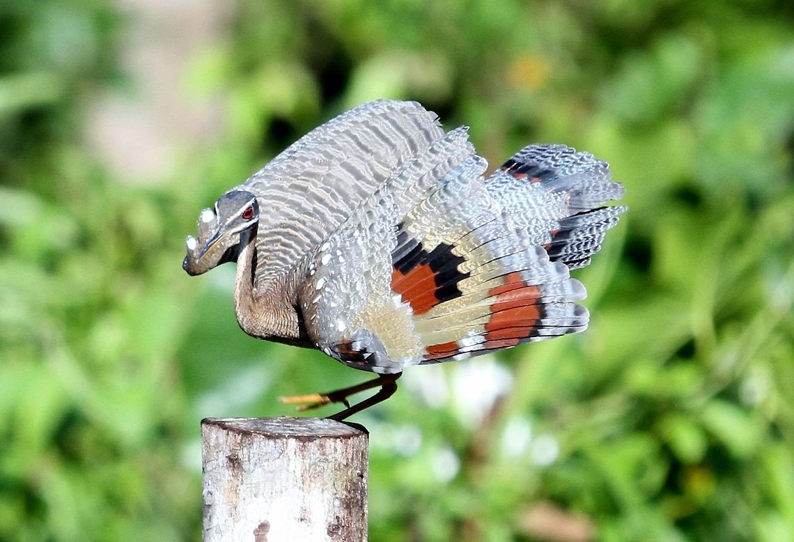 Sunbittern Hato El Cedral, a wonderful ranch in Los Llanos, Venezuela.  Devastated for the people there.  A wonderful remote ranch Eurypyga helias,Sunbittern