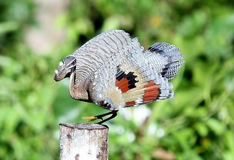 Sunbittern Hato El Cedral, a wonderful ranch in Los Llanos, Venezuela.  Devastated for the people there.  A wonderful remote ranch Eurypyga helias,Sunbittern