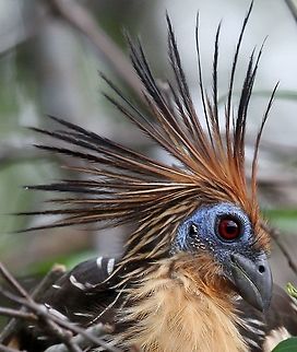 Hoatzin Close-up Detail of Hoatzin head with this obliging bird at Hato El Cedral in Los Llanos, Venezuela Hato El Cedral,Hoatzin,Opisthocomus hoazin