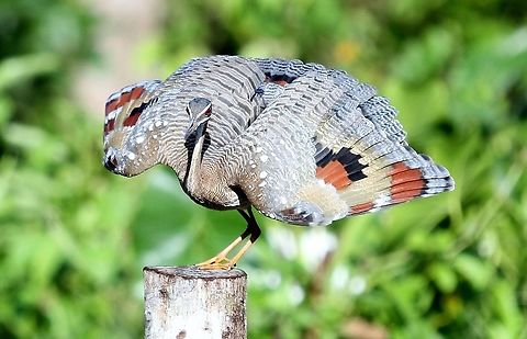 Sunbittern displaying Walking around Hato El Cedral, this Sunbittern decided to display to me.  Very lucky.  Venezuela, a wonderful country with beautiful, friendly people Eurypyga helias,Hato El Cedral,Sunbittern