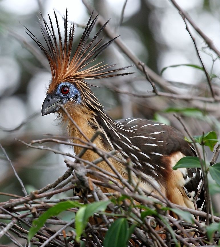 Hoatzin A hoatzin on its nest at Hato El Cedral, over one of the waterways at this ranch Hato El Cedral,Hoatzin,Opisthocomus hoazin