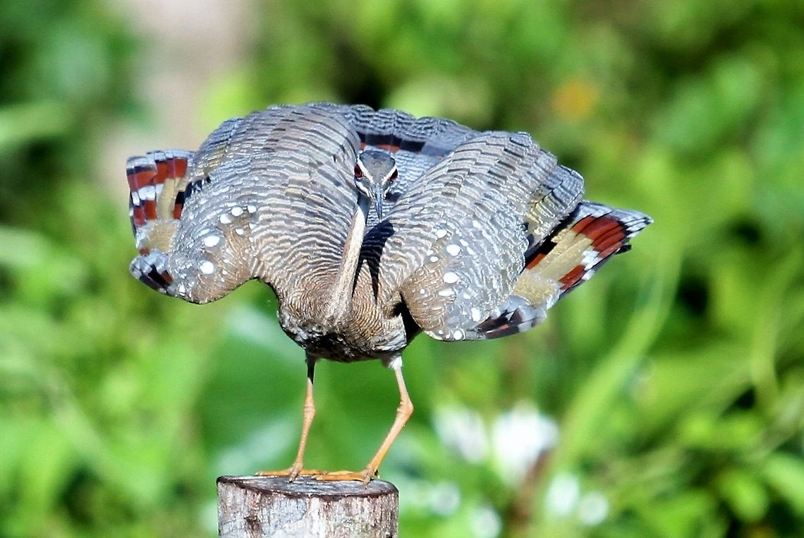 Sunbittern Hato El Cedral Sunbittern displaying on post at Hato El Cedral in Los Llanos, Venezuela Eurypyga helias,Hato El Cedral,Los Llanos,Sunbittern