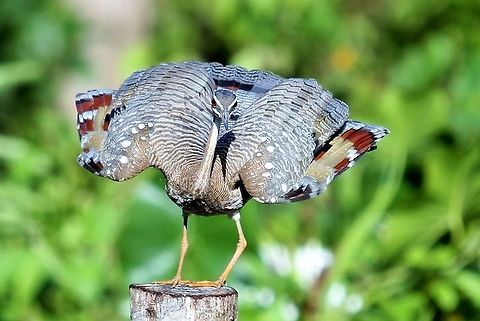 Sunbittern Hato El Cedral Sunbittern displaying on post at Hato El Cedral in Los Llanos, Venezuela Eurypyga helias,Hato El Cedral,Los Llanos,Sunbittern