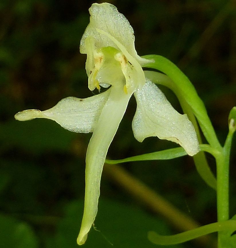 Platanthera chlorantha Greater Butterfly Orchid found near home in the Eden Valley, Cumbria - New colony - 1st in this tetrad. Cumbria,Eden Valley,Greater Butterfly-orchid,Platanthera chlorantha