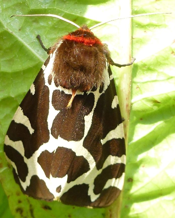 Arctia caja Garden Tiger Moth from the Eden Valley, Cumbria Arctia caja,Cumbria,Eden Valley,Garden tiger moth