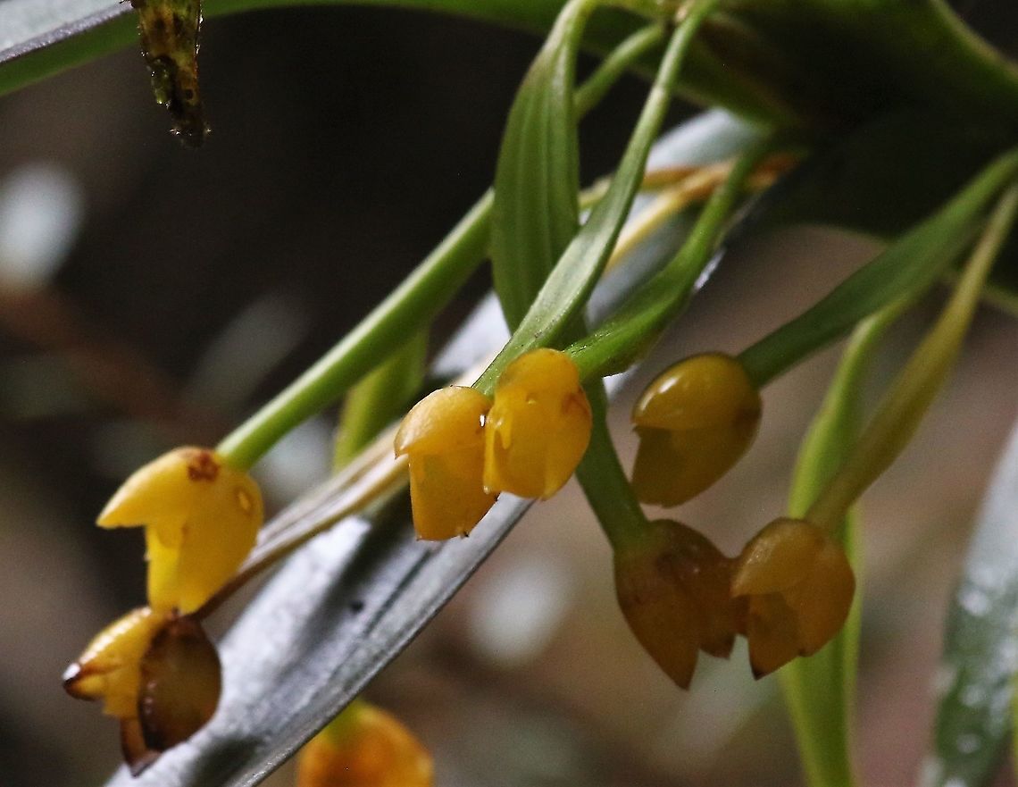 Maxillaria aureum Maxillaria or Ornithidium aureum found on Cerro Montezuma, a haven for Maxillaria &amp; Lepanthes Cerro Montezuma,Maxillaria aurea,Maxillaria aureum,Tatama National Park