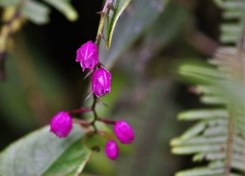 Sertifera purpurea Cerro Montezuma Another lovely cloud forest orchid.  This Sertifera from Cerro Montezuma. Cerro Montezuma,Sertifera purpurea,Tatama National Park