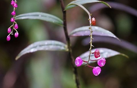 Sertifera purpurea Another beautiful orchid from Cerro Montezuma, at approximately 2,600 metres  Cerro Montezuma,Sertifera purpurea,Tatama National Park