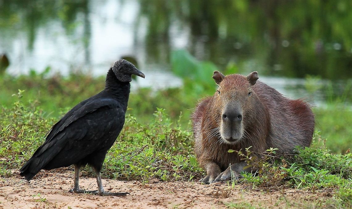 Capybara & Black Vulture From Hato El Cedral these 2 seemed to pose.  Capybara with black vulture.  The capybara was declared to be a fish by a Papal Bull in 1784 so that the converted catholic indigenous populations could eat it for protein during lent and on Fridays.  Capybara,Coragyps atratus,Hato El Cedral,Hydrochoerus hydrochaeris,Los Llanos