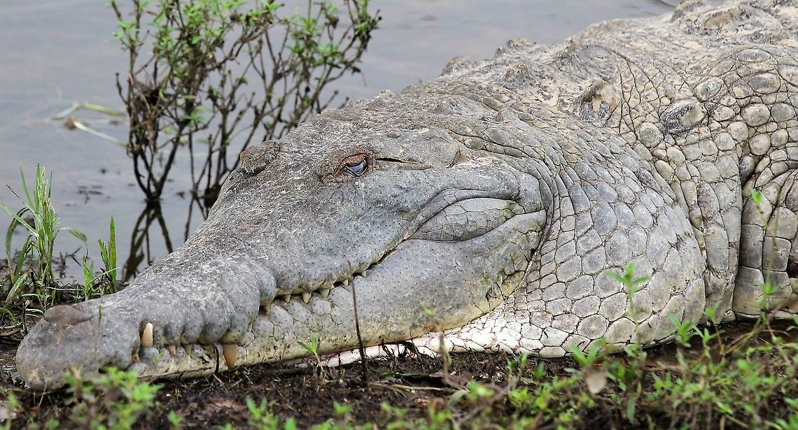 Crocodylus intermedius close up The Orinoco Crocodile - critically endangered after being hunted for their skins for the leather trade.  Restricted to Los Llanos of Colombia &amp; Venezuela.  Here at Hato El Cedral.  Crocodylus intermedius,Hato El Cedral,Los Llanos,Orinoco Crocodile,Orinoco crocodile