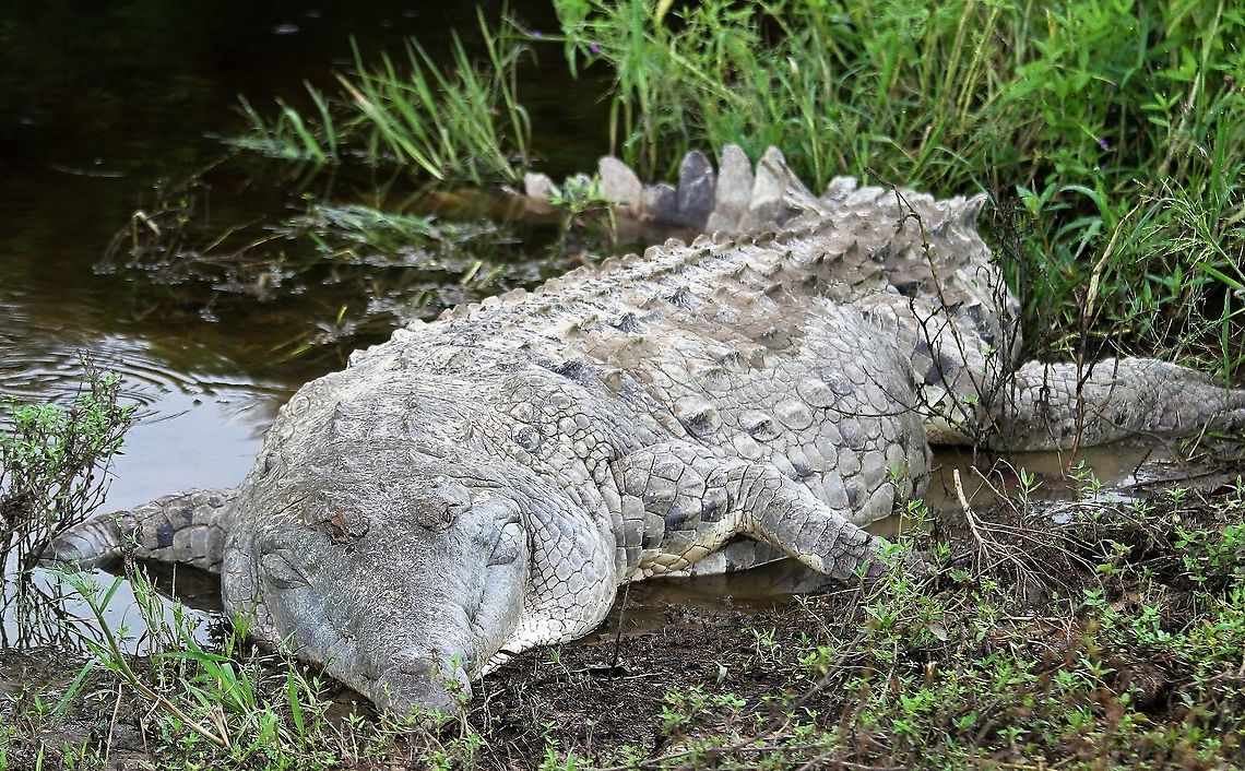 Crocodylus intermedius The Orinoco Crocodile at Hato El Cedral.  This is a critically endangered reptile - individuals in the wild estimated to have a population of between 250 &amp; 1,500 - This is a very large specimen (over 4 metres) - nowadays any above 4 metres are considered to be whoppers (largest ever recorded from approx 1800 said to be 6.78 metres).  They are largely fish eaters.  Found only in the Colombian &amp; Venezuelan Llanos.  Decimated for their skins.   Crocodylus intermedius,Hato El Cedral,Los Llanos,Orinoco Crocodile,Orinoco crocodile