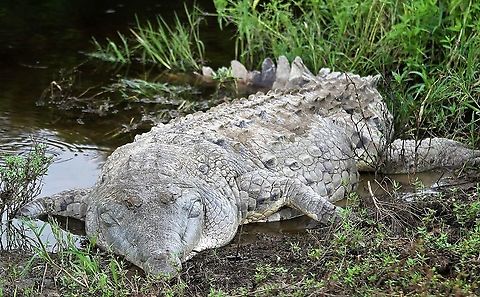 Orinoco crocodile