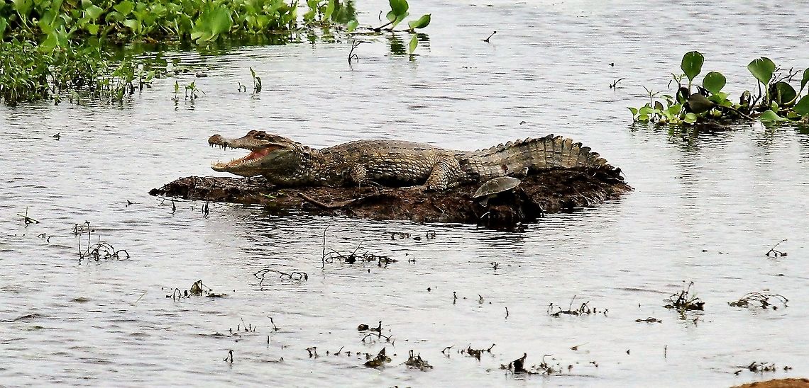 Spectacled Caiman with Side-necked Turtle Spectacle Caiman - Caiman crocodilus - at Hato El Cedral in the Venezuelan Llanos Caiman crocodilus,Hato El Cedral,Los Llanos,Spectacled caiman