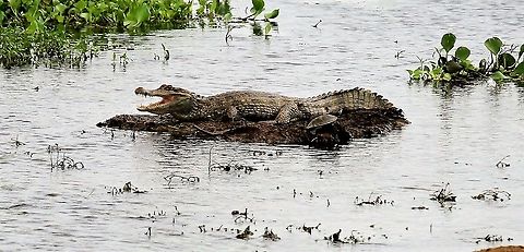 Spectacled Caiman with Side-necked Turtle Spectacle Caiman - Caiman crocodilus - at Hato El Cedral in the Venezuelan Llanos Caiman crocodilus,Hato El Cedral,Los Llanos,Spectacled caiman