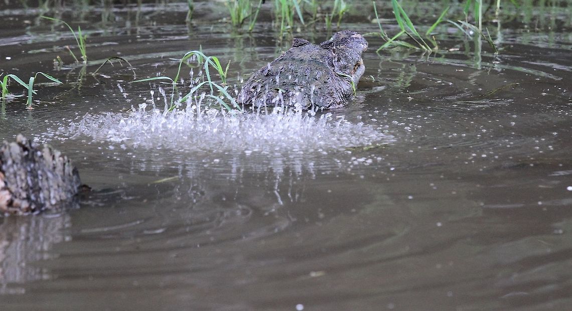 Spectacled Caiman Water Dance The mating dance of the spectacled caiman created by infrasound likely using Faraday waves <br />
produced when the male crocodilian vibrates its lungs at very low frequency.  Amazing to witness. Caiman crocodilus,Hato El Cedral,Los Llanos,Spectacled caiman
