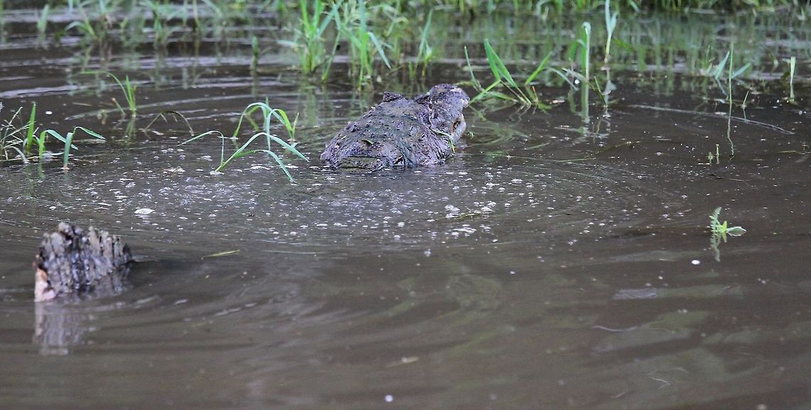 Spectacled Caiman finishes water dance The water dance of the Spectacled Caiman &amp; other crocodilians is likely to be created by Faraday waves <br />
produced when the male crocodilian vibrates its lungs at very low frequency.  Here the dance is just finishing. Caiman crocodilus,Hato El Cedral,Los Llanos,Spectacled caiman