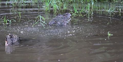 Spectacled Caiman finishes water dance The water dance of the Spectacled Caiman & other crocodilians is likely to be created by Faraday waves 
produced when the male crocodilian vibrates its lungs at very low frequency.  Here the dance is just finishing. Caiman crocodilus,Hato El Cedral,Los Llanos,Spectacled caiman