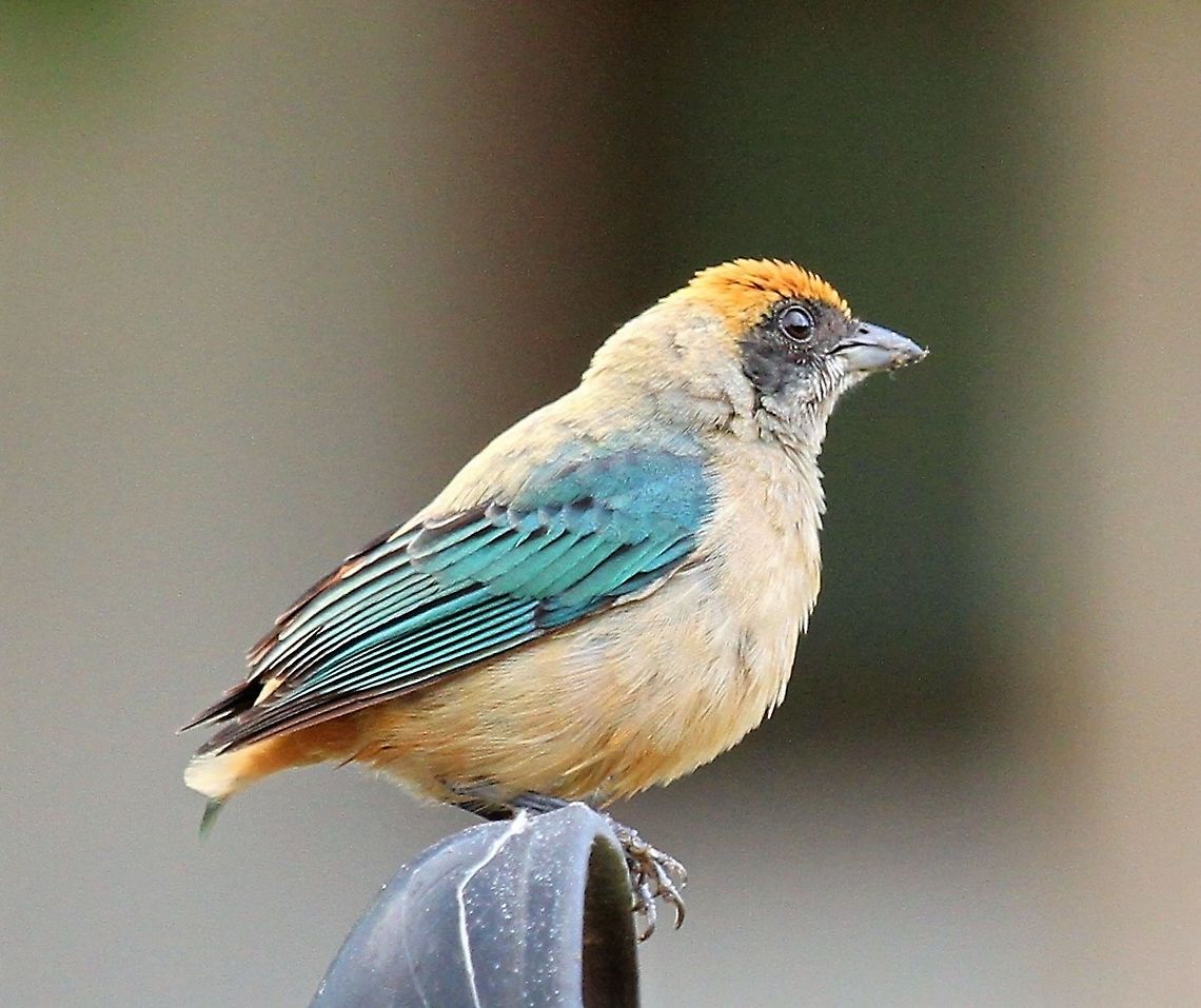 Burnished-buff Tanager Juvenile This striking tanager from Canaima National Park, the gateway to Salto Angel Burnished-buff tanager,Canaima National Park,Tangara cayana