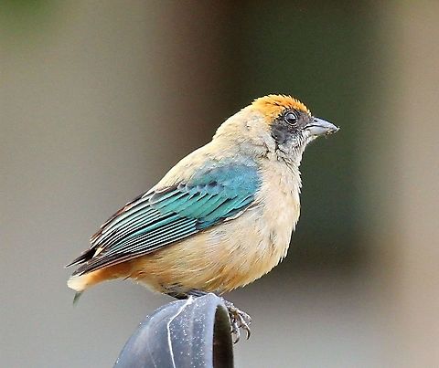 Burnished-buff tanager