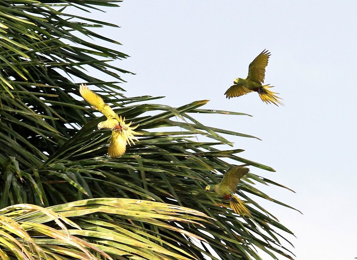 Red-bellied Macaw A smaller macaw, noisily sociable - a real delight Orinoco Delta,Orthopsittaca manilatus,Red-bellied macaw
