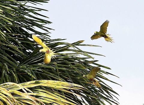 Red-bellied Macaw A smaller macaw, noisily sociable - a real delight Orinoco Delta,Orthopsittaca manilatus,Red-bellied macaw