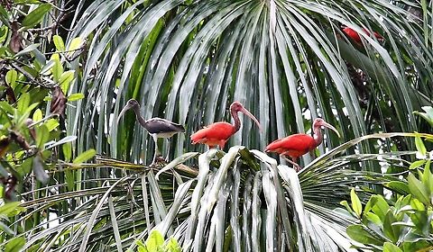 Scarlet Ibis, pair with juvenile Scarlet Ibis pair with juvenile bird in the Orinoco Delta Eudocimus ruber,Orinoco Delta,Scarlet Ibis